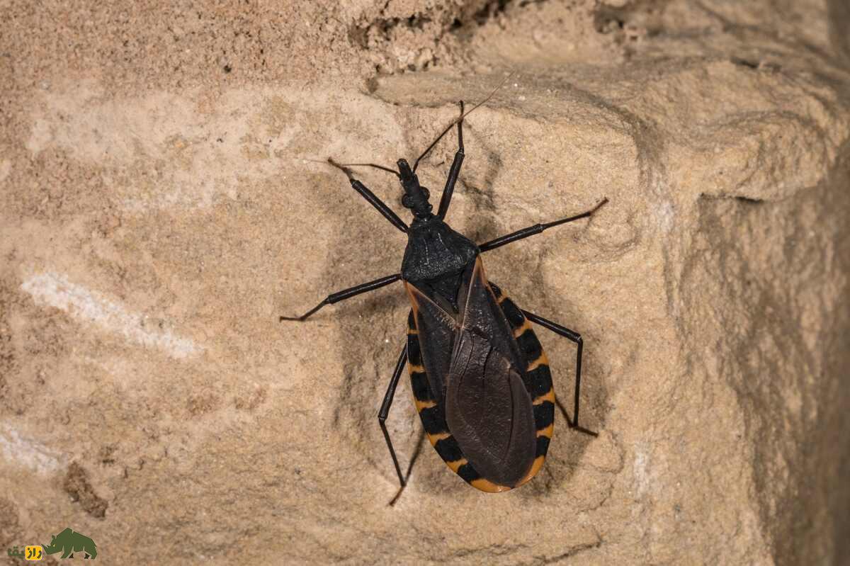 ساس‌های آدم‌کش؛ دشمنان خون‌خوار که در تاریکی شب به انسان‌ها حمله می‌کنند