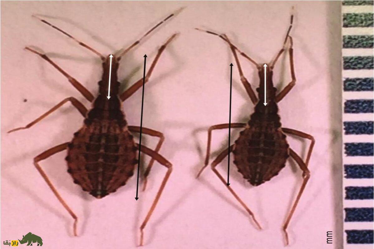 ساس‌های آدم‌کش؛ دشمنان خون‌خوار که در تاریکی شب به انسان‌ها حمله می‌کنند