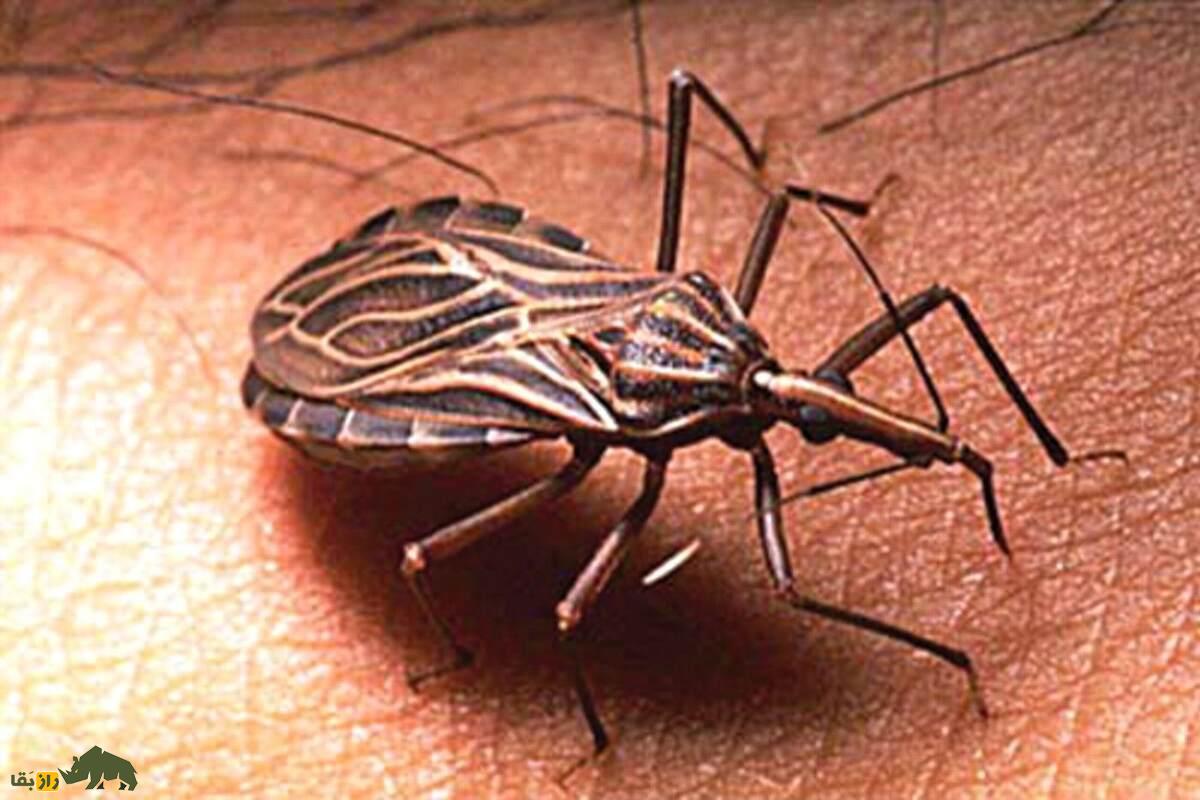 ساس‌های آدم‌کش؛ دشمنان خون‌خوار که در تاریکی شب به انسان‌ها حمله می‌کنند