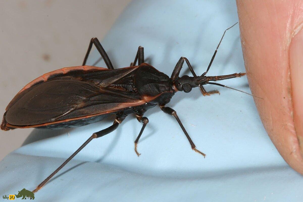 ساس‌های آدم‌کش؛ دشمنان خون‌خوار که در تاریکی شب به انسان‌ها حمله می‌کنند