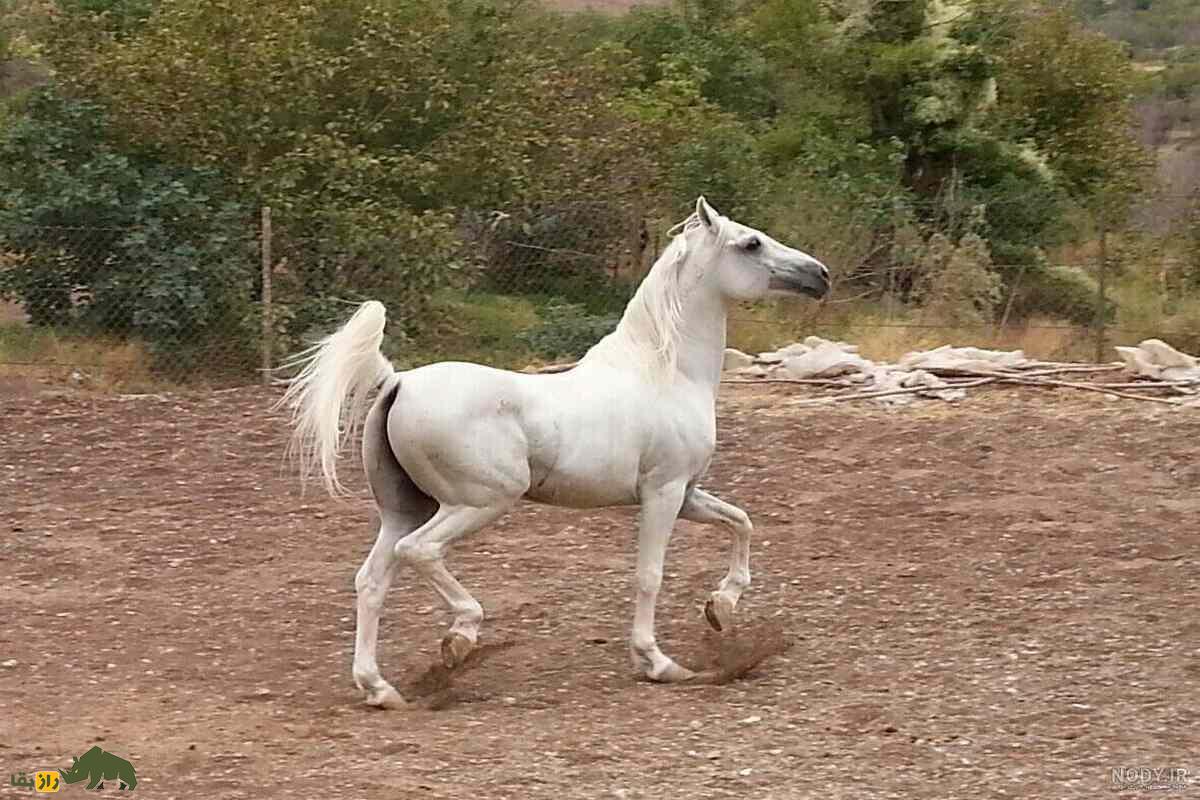 سلطان اسب ایران؛ کریم خان زند و علاقهاش به اسبها سلطان اسب ایران؛ کریم خان زند و علاقهاش به اسبها