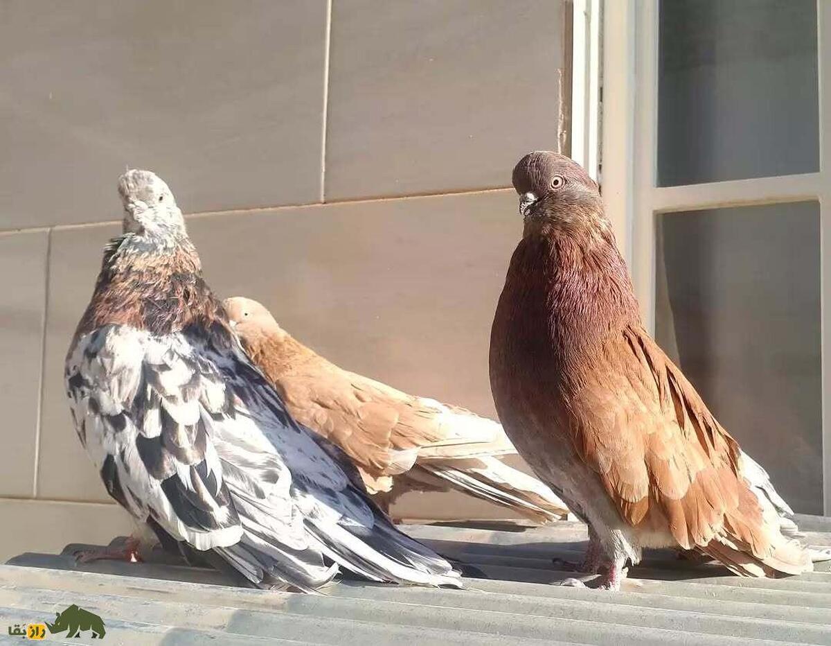 سه کبوتر سرور