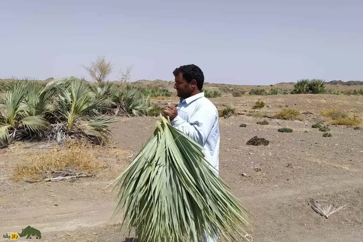 داز؛ نخل وحشی و شگفتانگیز ایران که با میوه کنل، پنیر درمانی و برگهای حصیریاش پرسودترین گیاه سیستان بلوچستان است داز؛ نخل وحشی و شگفتانگیز ایران که با میوه کنل، پنیر درمانی و برگهای حصیریاش پرسودترین گیاه سیستان بلوچستان است
