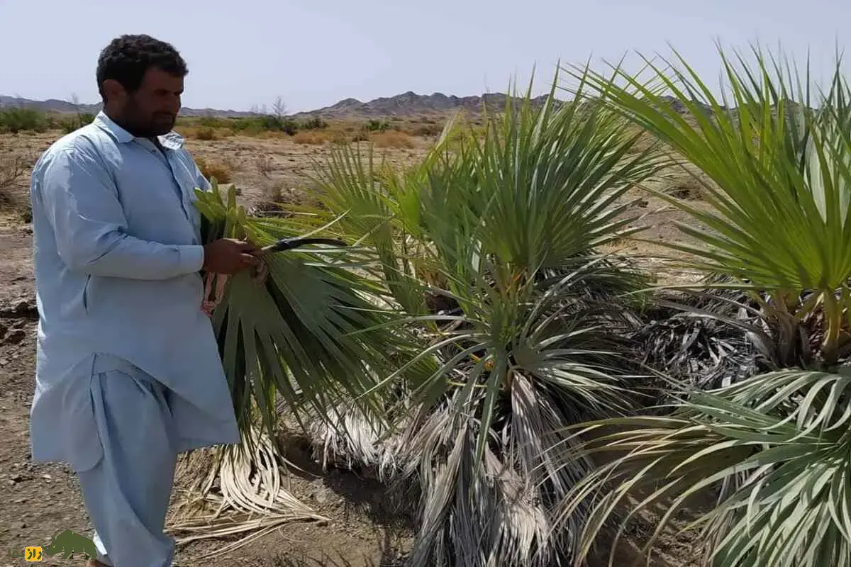 داز؛ نخل وحشی و شگفتانگیز ایران که با میوه کنل، پنیر درمانی و برگهای حصیریاش پرسودترین گیاه سیستان بلوچستان است داز؛ نخل وحشی و شگفتانگیز ایران که با میوه کنل، پنیر درمانی و برگهای حصیریاش پرسودترین گیاه سیستان بلوچستان است