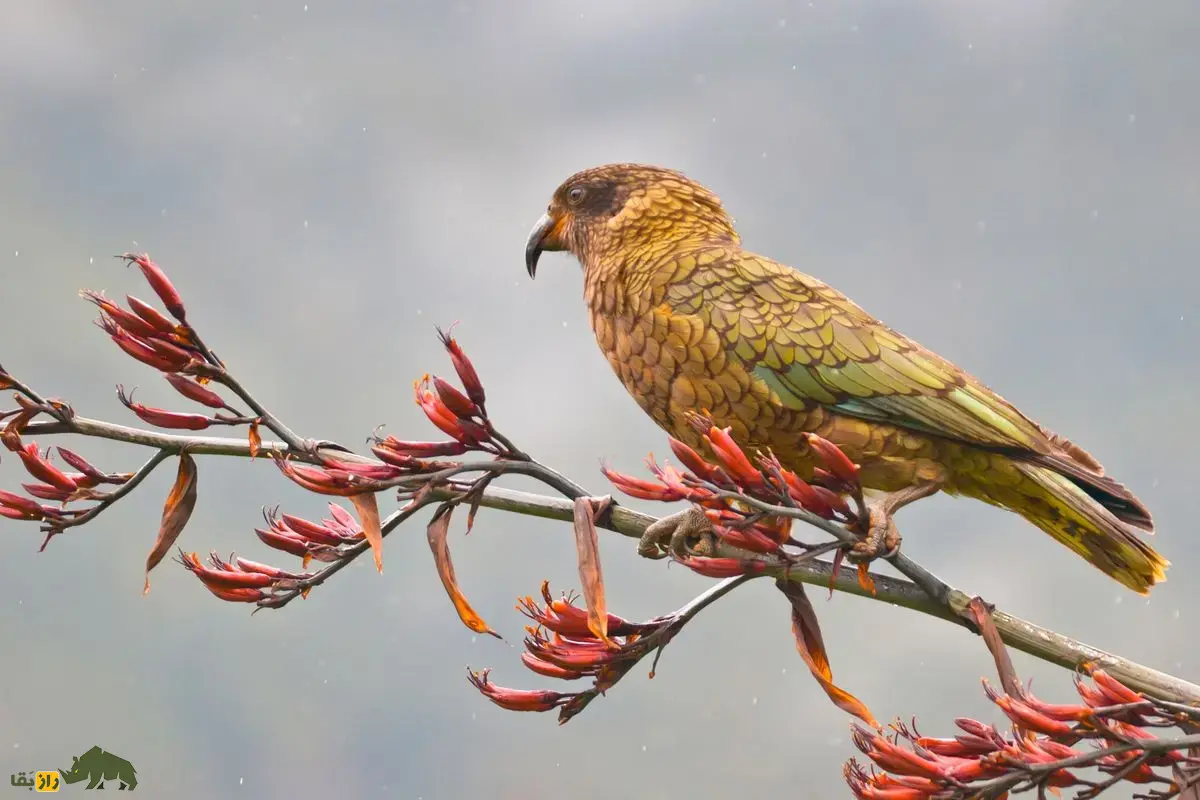 کیا؛ باهوشترین و مرموزترین طوطی دنیا که قاتل گوسفندان نیوزیلند است و پوست و گوشت گوسفندان زنده را میخورد! کیا؛ باهوشترین و مرموزترین طوطی دنیا که قاتل گوسفندان نیوزیلند است و پوست و گوشت گوسفندان زنده را میخورد!