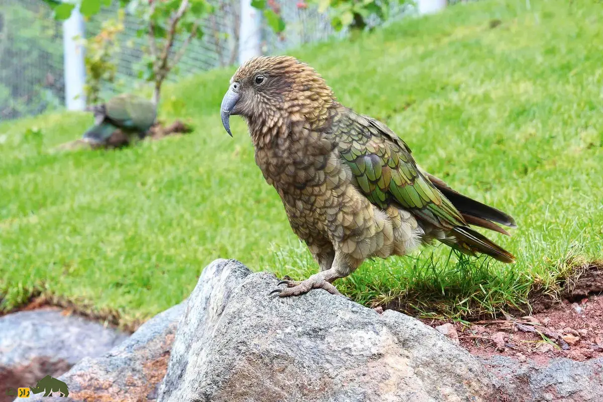 کیا؛ باهوشترین و مرموزترین طوطی دنیا که قاتل گوسفندان نیوزیلند است و پوست و گوشت گوسفندان زنده را میخورد! کیا؛ باهوشترین و مرموزترین طوطی دنیا که قاتل گوسفندان نیوزیلند است و پوست و گوشت گوسفندان زنده را میخورد!