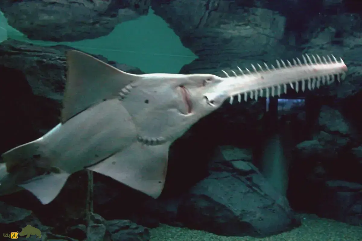 ارّه‌ماهی سبز؛ غول بی‌رحم ۷ متری خلیج فارس که با پوزه ارّه‌ای خود شکار می‌کند و نسلش به سرعت در حال نابودی است!