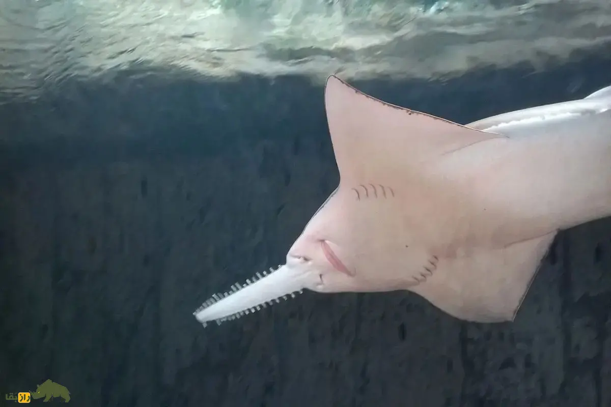 ارّه‌ماهی سبز؛ غول بی‌رحم ۷ متری خلیج فارس که با پوزه ارّه‌ای خود شکار می‌کند و نسلش به سرعت در حال نابودی است!