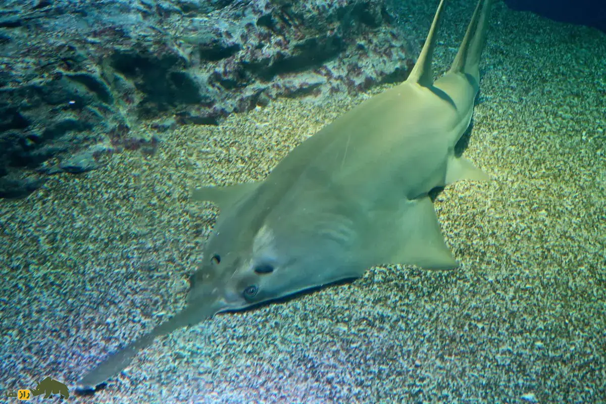 ارّه‌ماهی سبز؛ غول بی‌رحم ۷ متری خلیج فارس که با پوزه ارّه‌ای خود شکار می‌کند و نسلش به سرعت در حال نابودی است!