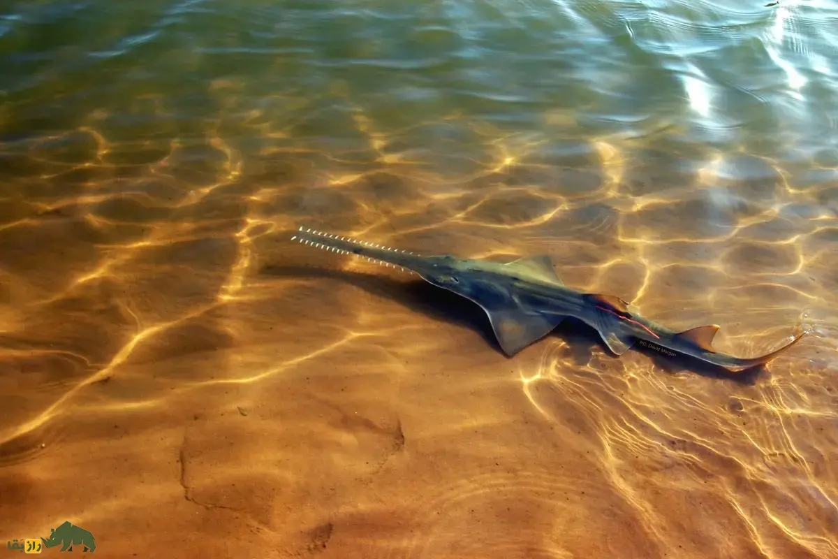 ارّه‌ماهی سبز؛ غول بی‌رحم ۷ متری خلیج فارس که با پوزه ارّه‌ای خود شکار می‌کند و نسلش به سرعت در حال نابودی است!