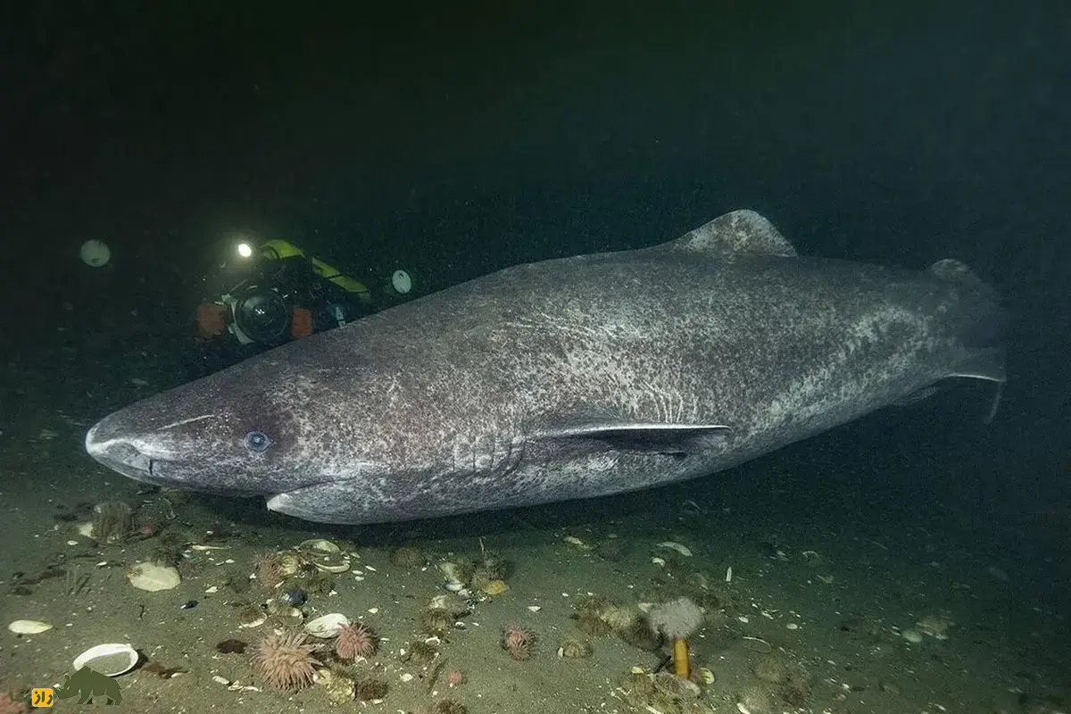 کوسه خواب‌آلود اقیانوس آرام؛ غول مرموز اعماق که در سکوت مطلق فک‌ها، اختاپوس‌های غول‌پیکر و حتی پستانداران دریایی را شکار می‌کند