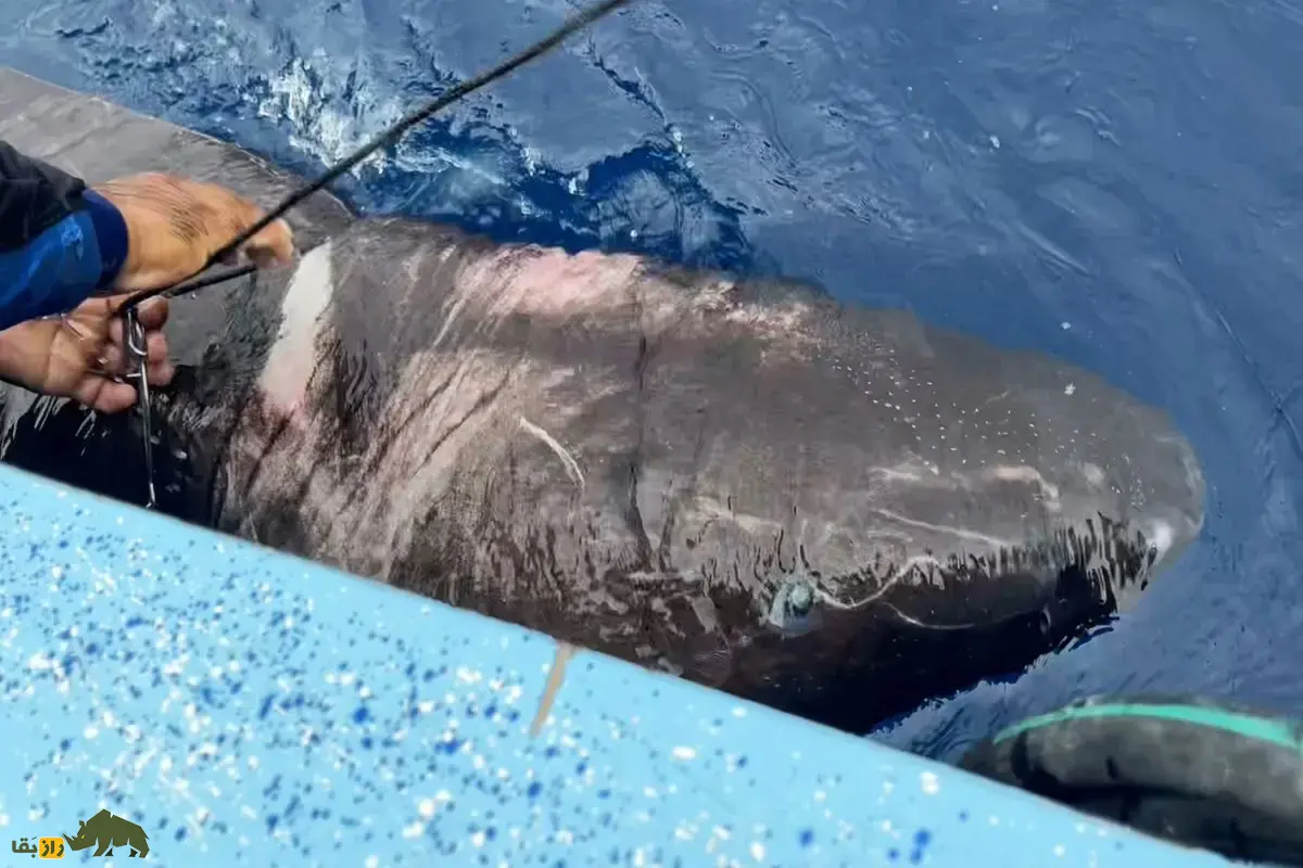 کوسه خواب‌آلود اقیانوس آرام؛ غول مرموز اعماق که در سکوت مطلق فک‌ها، اختاپوس‌های غول‌پیکر و حتی پستانداران دریایی را شکار می‌کند