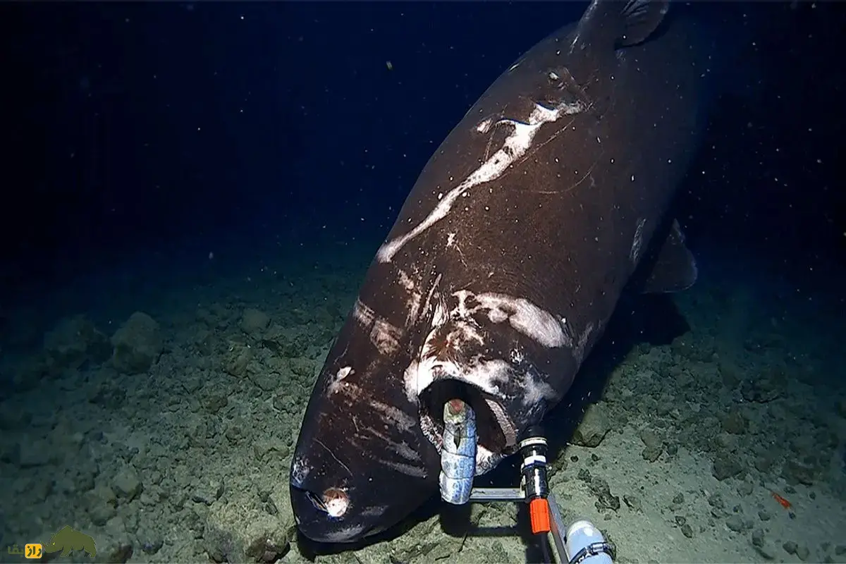 کوسه خواب‌آلود اقیانوس آرام؛ غول مرموز اعماق که در سکوت مطلق فک‌ها، اختاپوس‌های غول‌پیکر و حتی پستانداران دریایی را شکار می‌کند
