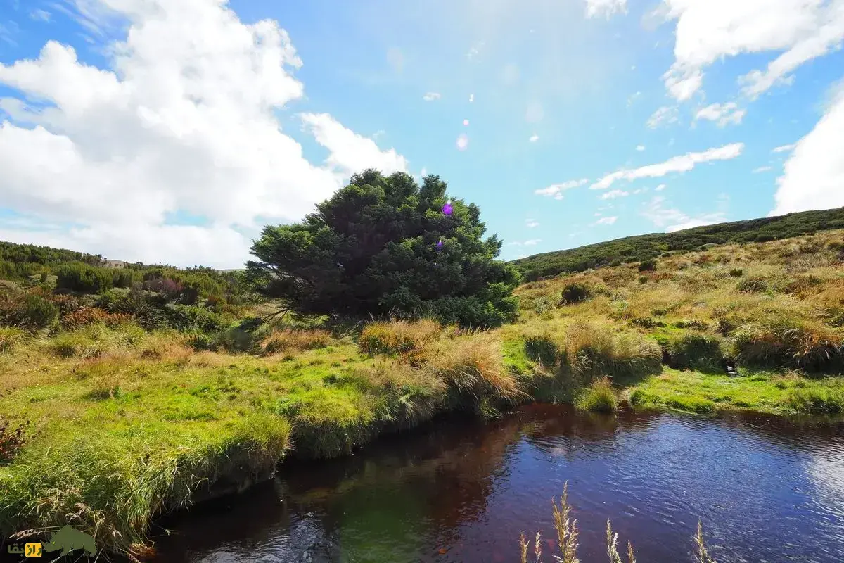 صنوبر سیتکای جزیره کمبل؛ تنهاترین درخت جهان که خانواده‌اش با او هزاران کیلومتر فاصله دارند و مشخص نیست چطور به اینجا رسیده است!