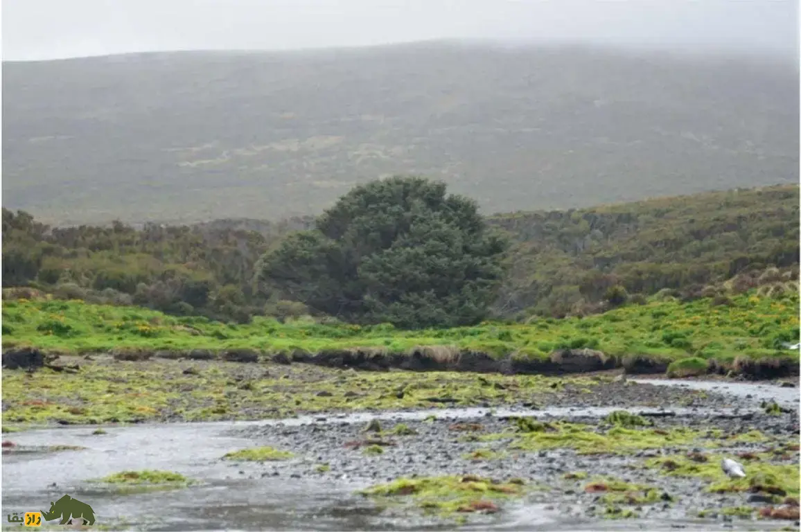 صنوبر سیتکای جزیره کمبل؛ تنهاترین درخت جهان و شاهد عصر انسان که تنها درخت صنوبر نیمکره جنوبی است که ردپای انسان را در تاریخ زمین نشان میدهد صنوبر سیتکای جزیره کمبل