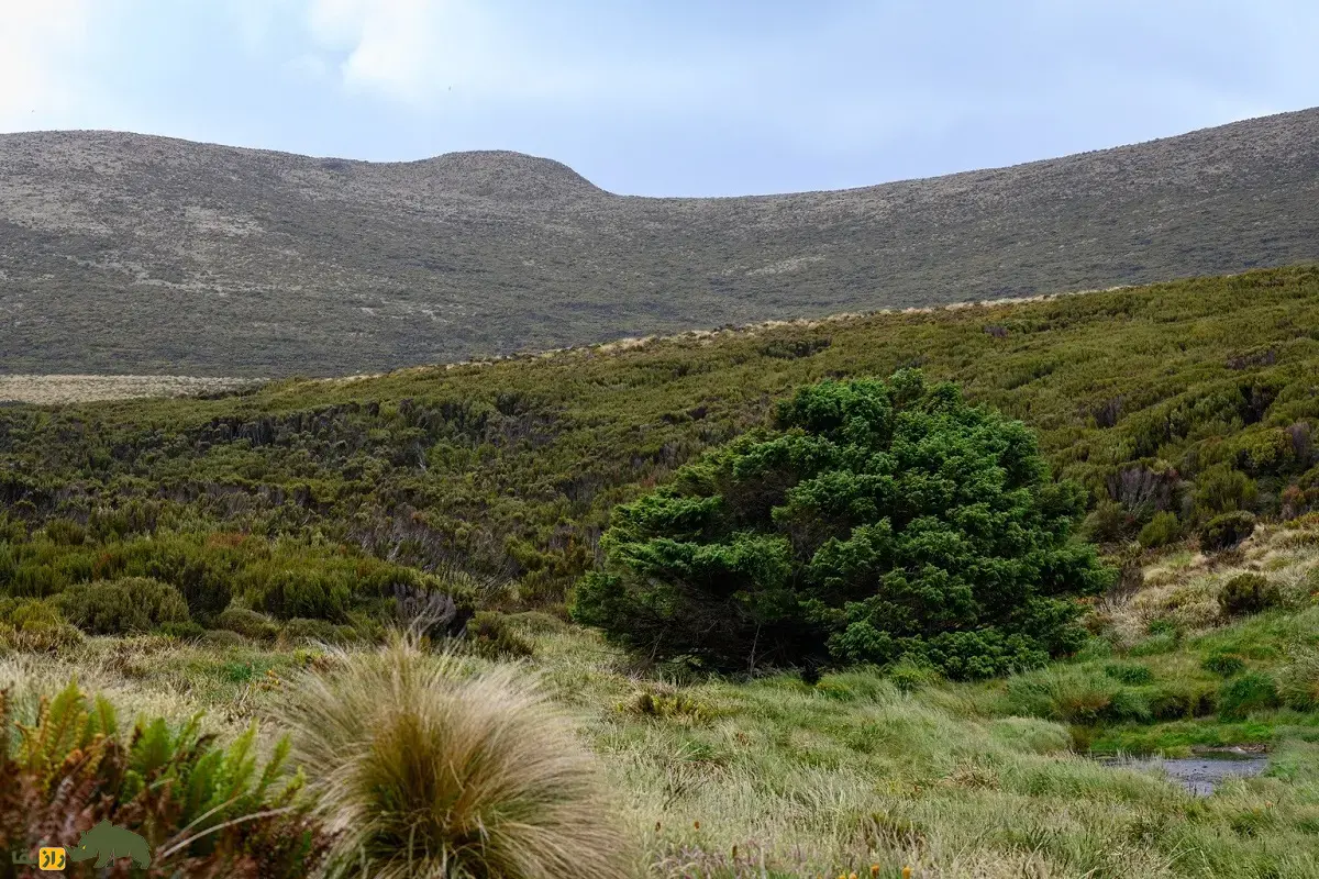صنوبر سیتکای جزیره کمبل؛ تنهاترین درخت جهان و شاهد عصر انسان که تنها درخت صنوبر نیمکره جنوبی است که ردپای انسان را در تاریخ زمین نشان میدهد صنوبر سیتکای جزیره کمبل