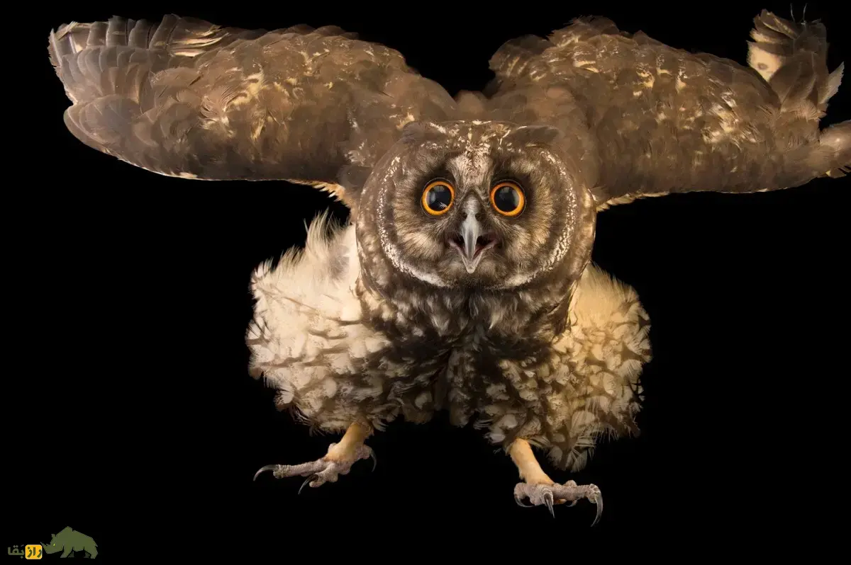 جغد استیجیان؛ ترسناک‌ترین جغد دنیا معروف به «جغد شیطانی» که چشمانی قرمز دارد و خفاش‌ها را در حال پرواز شکار می‌کند