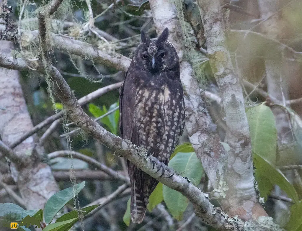 جغد استیجیان