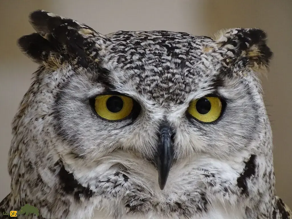 جغد استیجیان