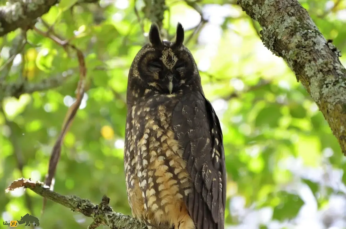 جغد استیجیان