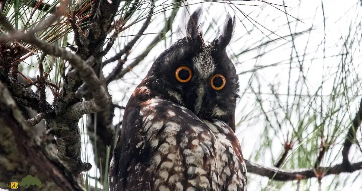 جغد استیجیان