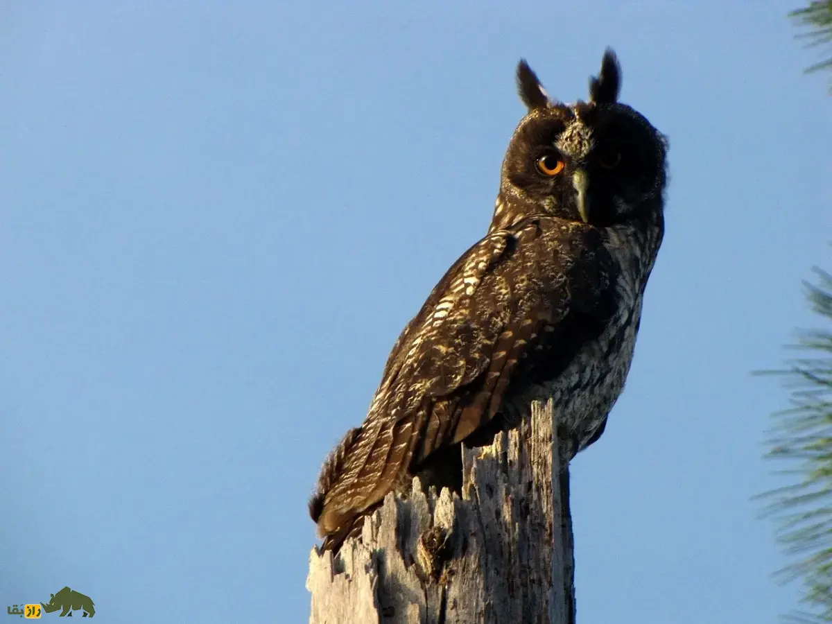 جغد استیجیان