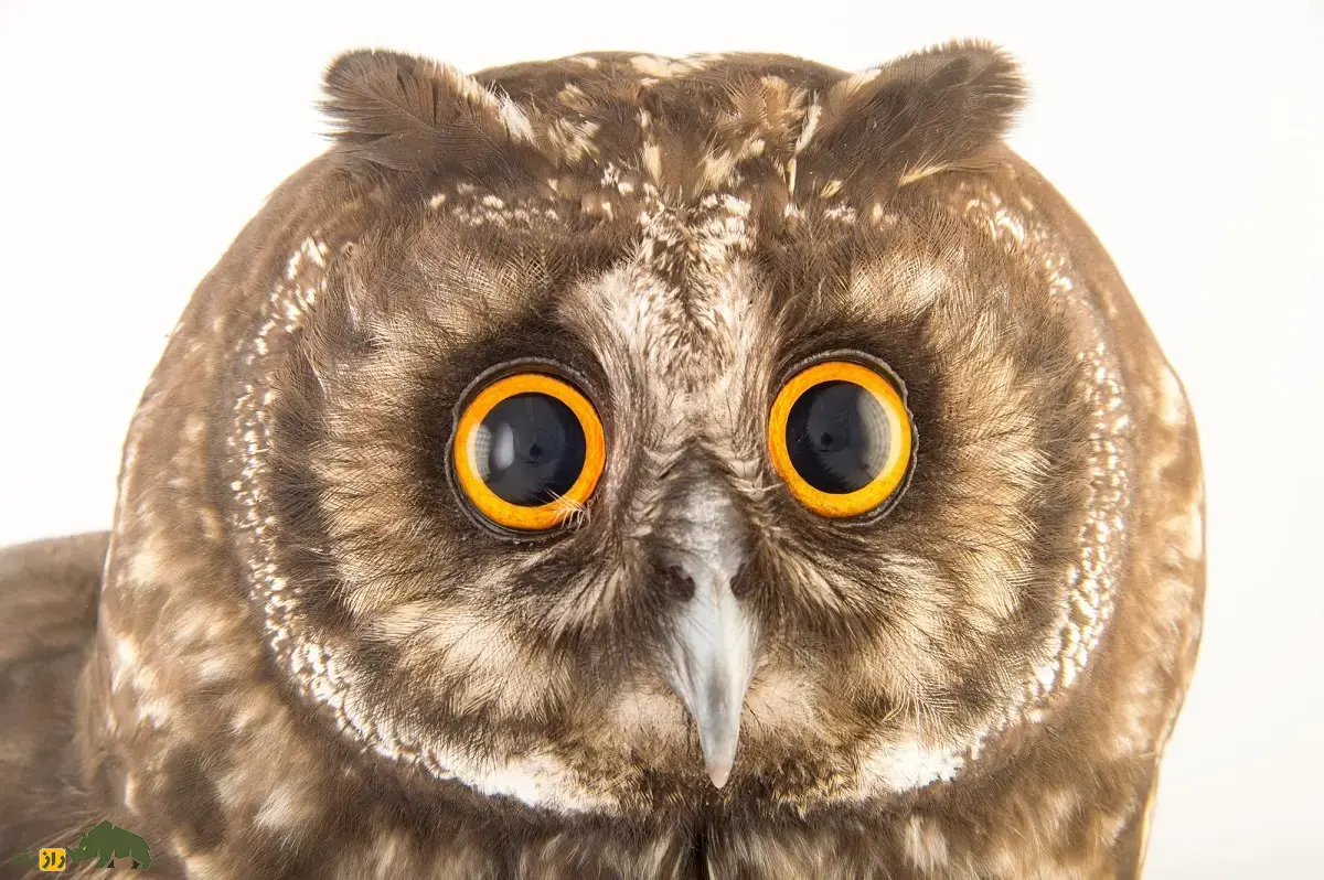 جغد استیجیان