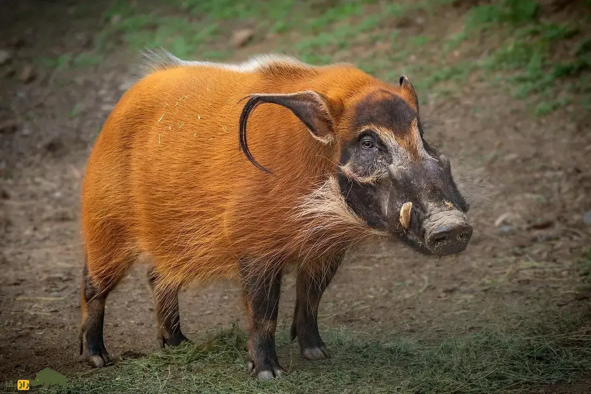 خوک بیشه؛ خوک وحشی تنومند و بسیار تهاجمی با پوزه بلند که استاد شنا کردن است و می‌تواند انواع گیاهان سمی را بخورد