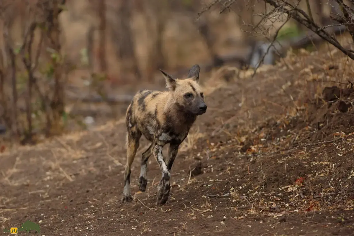نبرد مرگبار شکارچیان آفریقا؛ اگر کفتارهای خالدار و سگهای وحشی آفریقایی مبارزه کنند کدامیک پیروز میشود؟ نبرد مرگبار شکارچیان آفریقا