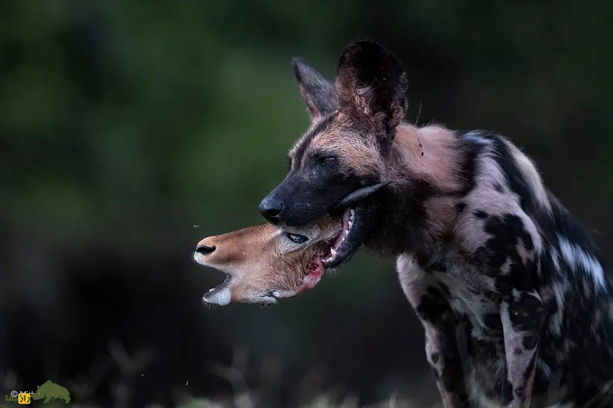 نبرد مرگبار شکارچیان آفریقا؛ اگر کفتارهای خالدار و سگهای وحشی آفریقایی مبارزه کنند کدامیک پیروز میشود؟ نبرد مرگبار شکارچیان آفریقا