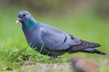 کبوتر کوهپایه؛ کبوتری متوسط یا درخششی فلزی روی گردن و چشم تیره که صدایش آرام است و زیر زمین لانه درست می‌کند