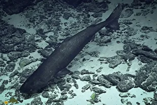 کوسه خواب‌آلود اقیانوس آرام؛ غول مرموز اعماق که در سکوت مطلق، فک‌ها، اختاپوس‌های غول‌پیکر و حتی پستانداران دریایی را شکار می‌کند