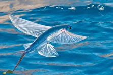 فیلمی از جذاب از ماهی پرنده بادبانی؛ عجیب‌ترین ماهی دنیا که برای فرار از دست شکارچیان تا ۲۰۰ متر پرواز می‌کند