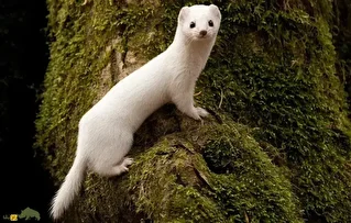 (ویدئو) قاقم؛ بامزه‌ترین شکارچی جهان که قاتلی خون خوار است