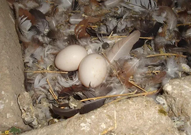 آیا خوردن تخم کبوتر واقعاً لکنت زبان کودکان را درمان می‌کند؟