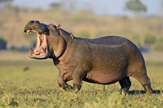(ویدئو) در اتفاقی عجیب آهویی که از دست شیر به رودخانه پناه برده بود زنده زنده توسط اسب آبی در گل و لای دفن شد!