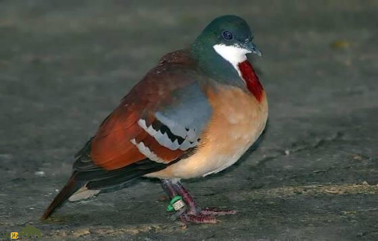 کبوتر دل‌خون میندرو؛ کمیاب‌ترین پرنده زمینی جهان که انگار سینه‌اش گلوله خورده و تنها در جنگل‌های جزیره میندورو زندگی می‌کند