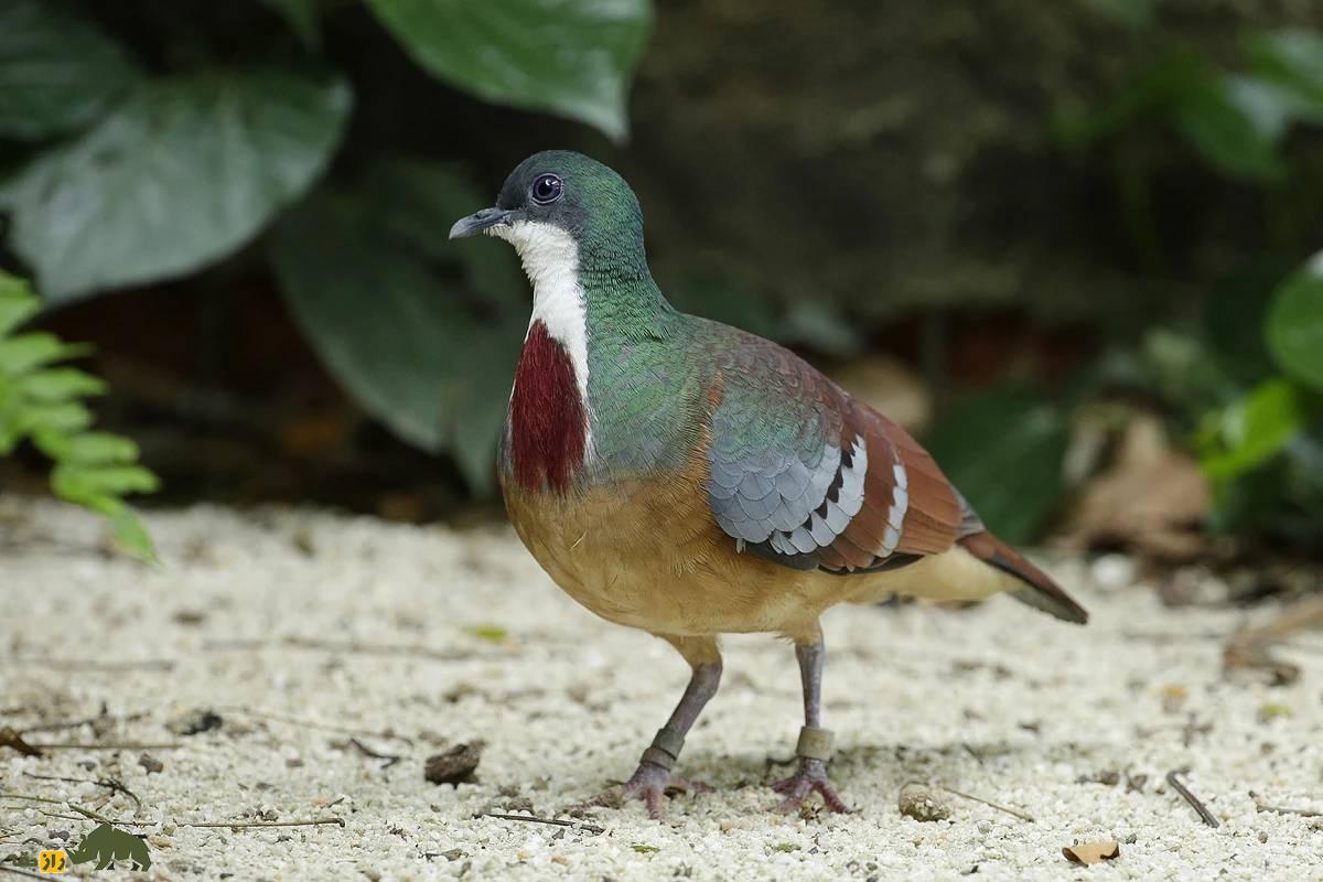 کبوتر دل‌خون میندرو؛ کمیاب‌ترین پرنده زمینی جهان که انگار سینه‌اش گلوله خورده و تنها در جنگل‌های جزیره میندورو زندگی می‌کند