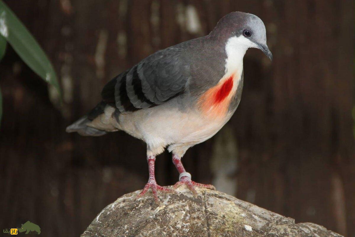 کبوتر دل‌خون میندرو