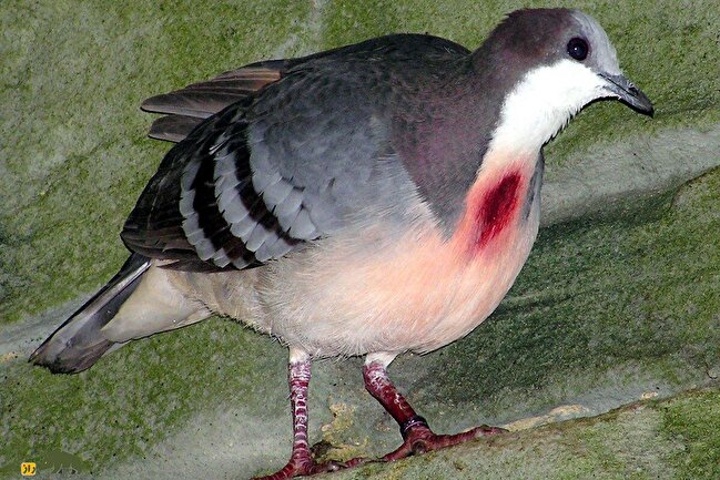 کبوتر دل‌خون؛ کمیاب‌ترین پرنده زمینی جهان که انگار سینه‌اش گلوله خورده و تنها در جنگل‌های یک جزیره زندگی می‌کند