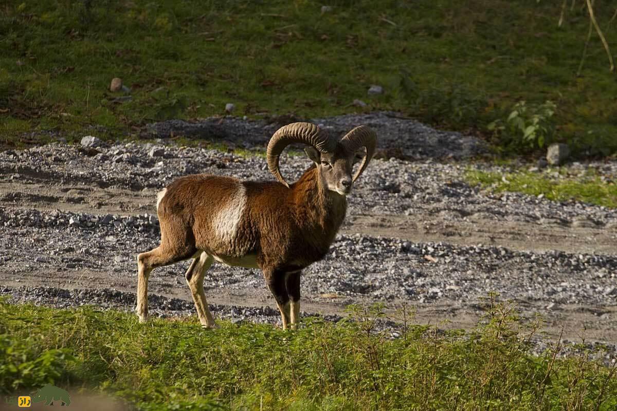 گوسفند وحشی لارستان؛ کوچکترین گوسفند وحشی ایران با زندگی مقاوم در کوهها و تپههای فارس و لارستان که طبیعتگردان را مسحور میکند گوسفند وحشی لارستان؛ کوچکترین گوسفند وحشی ایران با زندگی مقاوم در کوهها و تپههای فارس و لارستان که طبیعتگردان را مسحور میکند