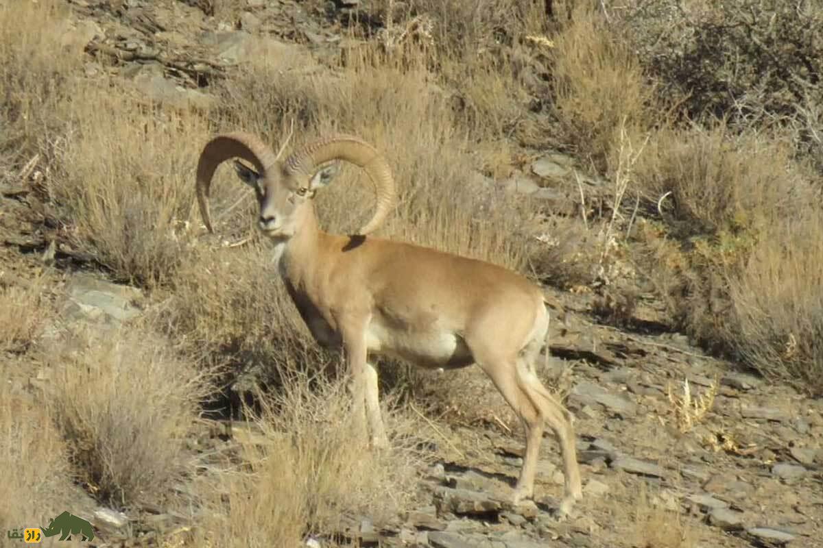 گوسفند وحشی لارستان؛ کوچکترین گوسفند وحشی ایران با زندگی مقاوم در کوهها و تپههای فارس و لارستان که طبیعتگردان را مسحور میکند گوسفند وحشی لارستان؛ کوچکترین گوسفند وحشی ایران با زندگی مقاوم در کوهها و تپههای فارس و لارستان که طبیعتگردان را مسحور میکند