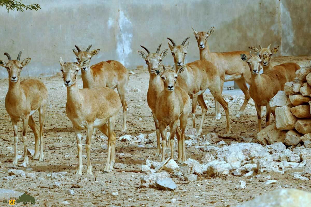 گوسفند وحشی لارستان؛ کوچکترین گوسفند وحشی ایران با زندگی مقاوم در کوهها و تپههای فارس و لارستان که طبیعتگردان را مسحور میکند گوسفند وحشی لارستان؛ کوچکترین گوسفند وحشی ایران با زندگی مقاوم در کوهها و تپههای فارس و لارستان که طبیعتگردان را مسحور میکند