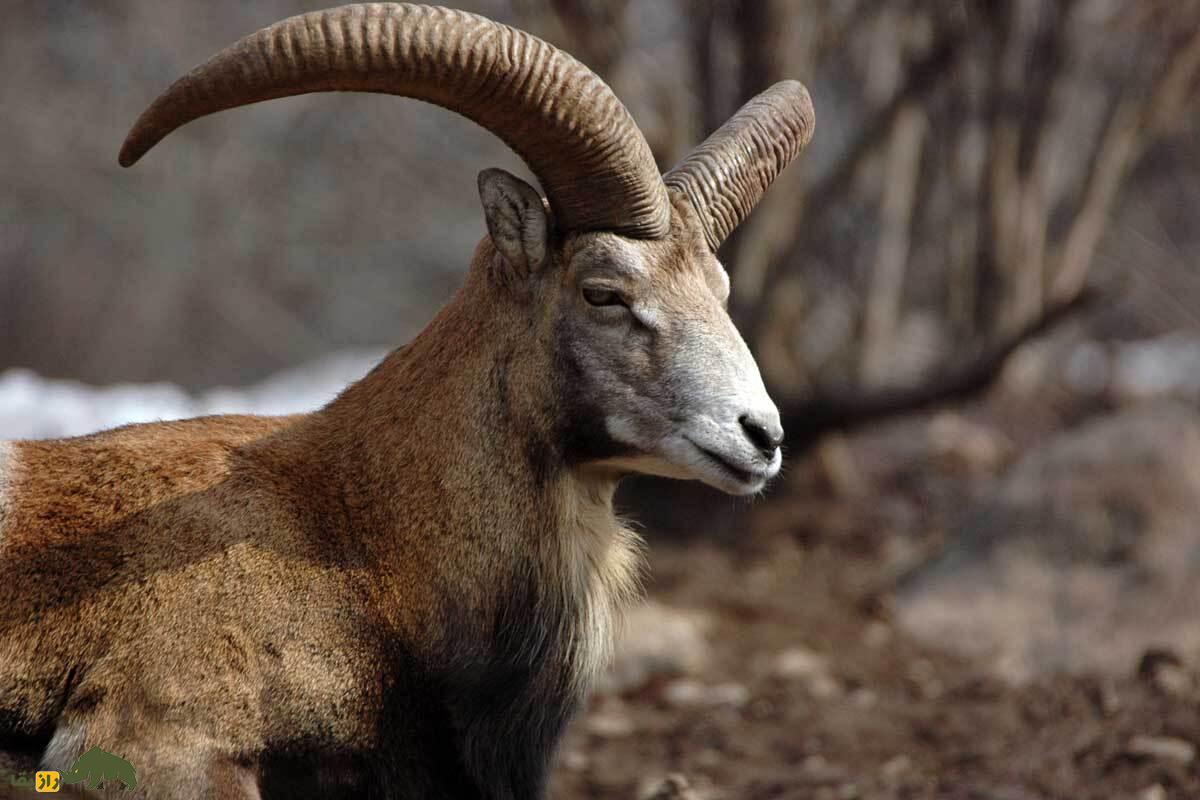 گوسفند وحشی لارستان؛ کوچکترین گوسفند وحشی ایران با زندگی مقاوم در کوهها و تپههای فارس و لارستان که طبیعتگردان را مسحور میکند گوسفند وحشی لارستان؛ کوچکترین گوسفند وحشی ایران با زندگی مقاوم در کوهها و تپههای فارس و لارستان که طبیعتگردان را مسحور میکند