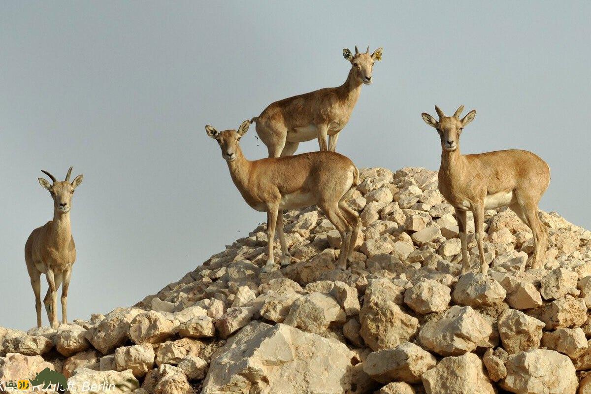 گوسفند وحشی لارستان؛ کوچکترین گوسفند وحشی ایران با زندگی مقاوم در کوهها و تپههای فارس و لارستان که طبیعتگردان را مسحور میکند گوسفند وحشی لارستان؛ کوچکترین گوسفند وحشی ایران با زندگی مقاوم در کوهها و تپههای فارس و لارستان که طبیعتگردان را مسحور میکند