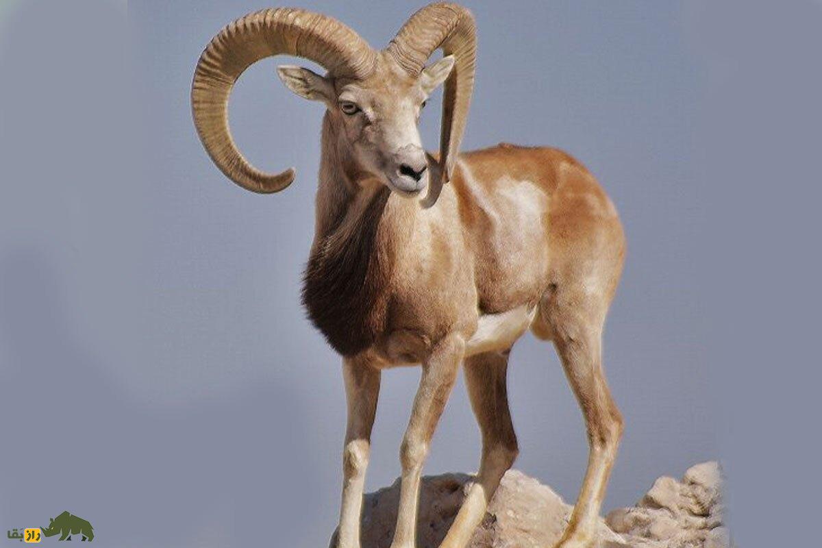 گوسفند وحشی لارستان؛ کوچکترین گوسفند وحشی ایران با زندگی مقاوم در کوهها و تپههای فارس و لارستان که طبیعتگردان را مسحور میکند گوسفند وحشی لارستان؛ کوچکترین گوسفند وحشی ایران با زندگی مقاوم در کوهها و تپههای فارس و لارستان که طبیعتگردان را مسحور میکند