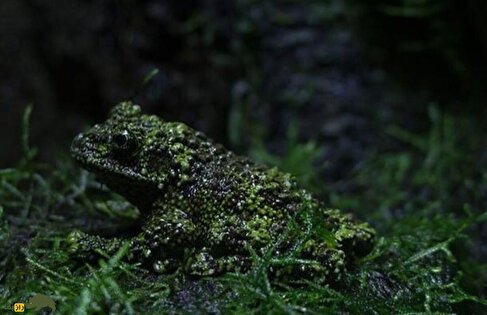 (ویدئو) قورباغه باتلاقی ویتنامی؛ قورباغه‌ای که شبیه به خزه است صدایی مانند پرنده دارد و هیچکس قادر به دیدنش نیست