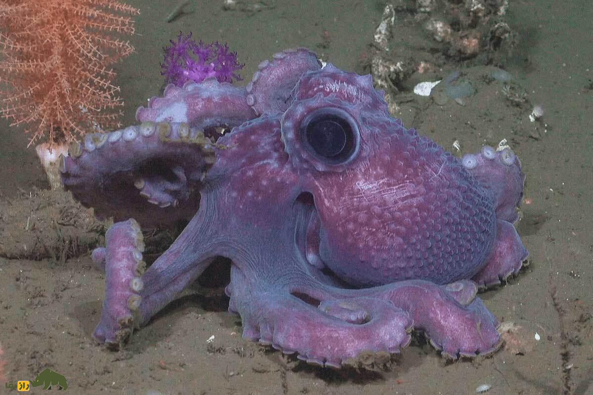 اختاپوس گرانه‌لدون؛ مادر افسانه‌ای اعماق اقیانوس که نزدیک ۵ سال بدون غذا از تخم‌هایش مراقبت می‌کند و با تولد فرزندانش، می‌میرد