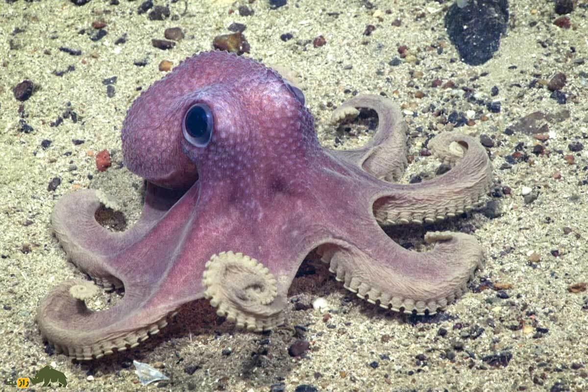 اختاپوس گرانهلدون؛ مادر افسانهای اعماق اقیانوس که نزدیک ۵ سال بدون غذا از تخمهایش مراقبت میکند اختاپوس گرانهلدون؛ مادر افسانهای اعماق اقیانوس که نزدیک ۵ سال بدون غذا از تخمهایش مراقبت میکند