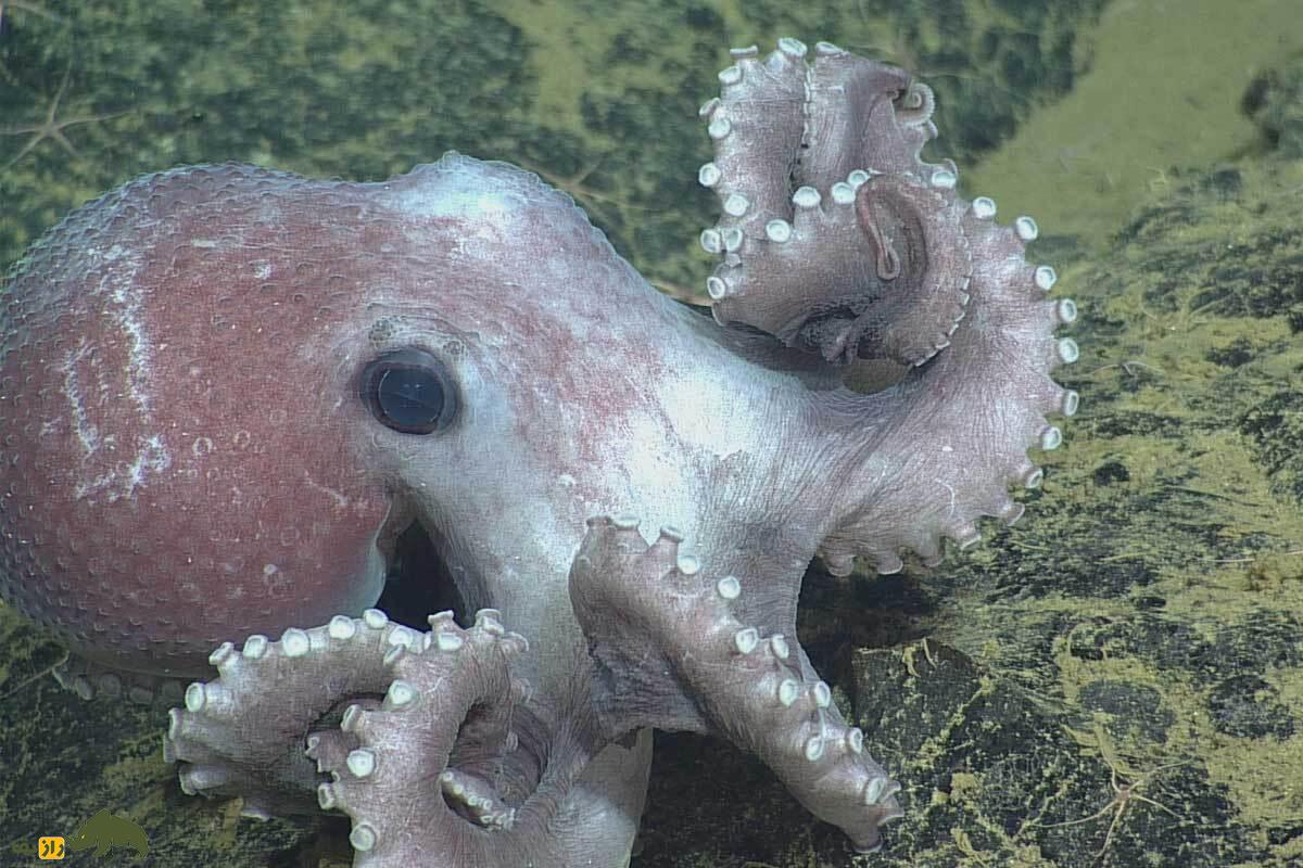 اختاپوس گرانهلدون؛ مادر افسانهای اعماق اقیانوس که نزدیک ۵ سال بدون غذا از تخمهایش مراقبت میکند اختاپوس گرانهلدون؛ مادر افسانهای اعماق اقیانوس که نزدیک ۵ سال بدون غذا از تخمهایش مراقبت میکند